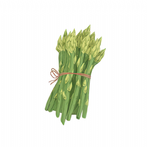Asperge Verte