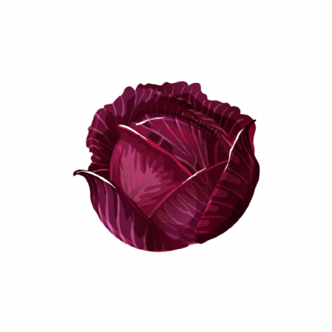 Chou rouge