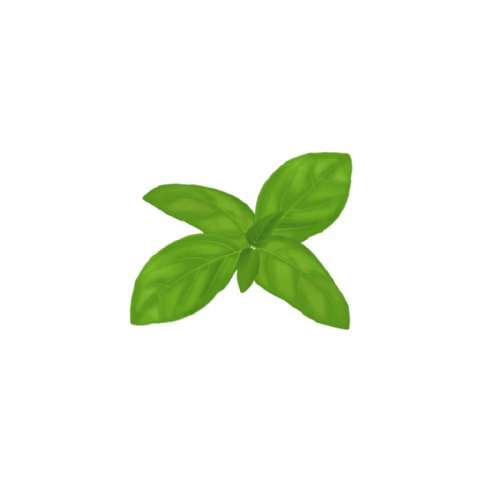 Basilic