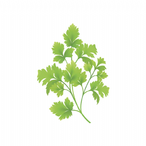 Persil plat