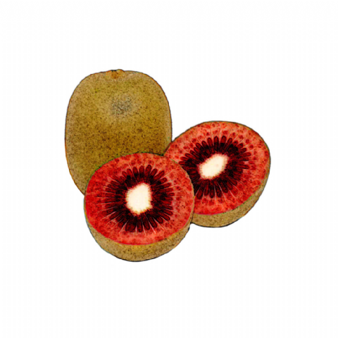 Kiwi Rouge