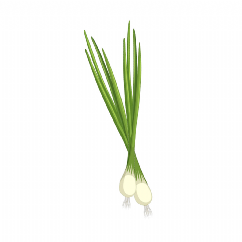 Oignon Botte