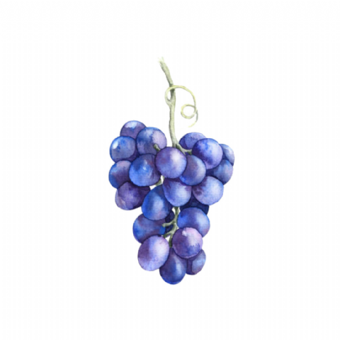 Raisin Muscat