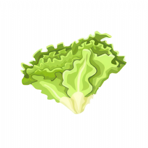 Salade Chene verte