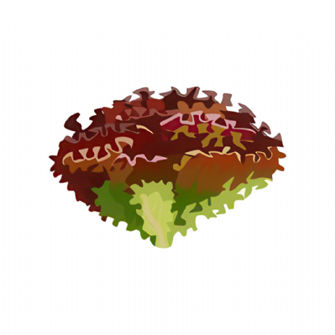 Salade Chene rouge