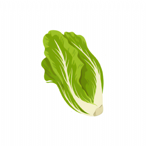 Salade Sucrine